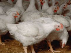 В продаже бройлерные цыплята от 1 до 3 кг на забой