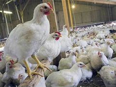 Бройлерные цыплята живые и мясом оптом
