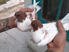 Продаются голуби