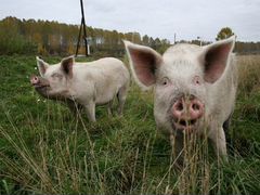 Продам живых свиней на мясо
