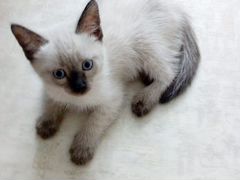 Тайский котёнок