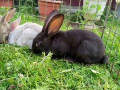 Кролик 1.5 месяца