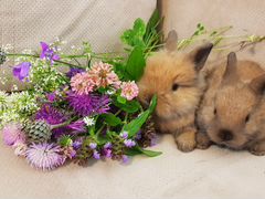 Декоративный карликовый кролик