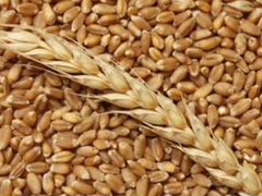 Закупка Пшеницы, ячменя, кукурузы, гороха