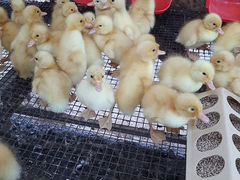 Продажа цыплят
