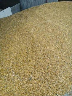 Зерно (кукуруза)