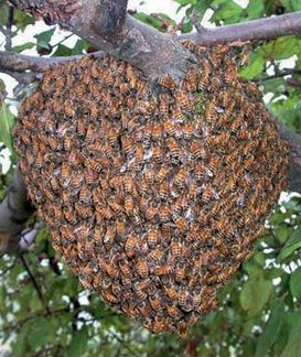 Сниму рой пчёл