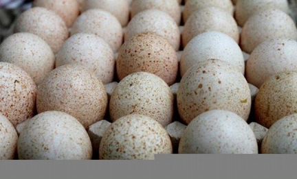 Инкубационное яйцо. цыплята