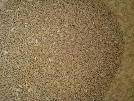 Зерно пшеница фураж