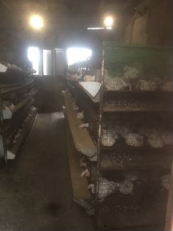 Продаю клетки для выращивания кур