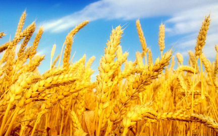 Пшеница и кукуруза