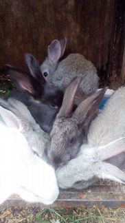 Кролики 1 и 3 мес
