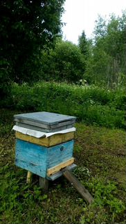 Пчелы, карники чистопородные