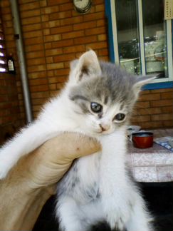 Отдадим милейших котят в добрые руки