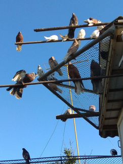 Николаевские высоколетные голуби, стиль полета тор
