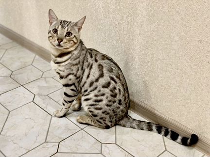 Вязка Бенгальский кот