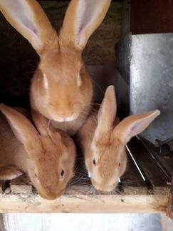 Кролики порода Бургундия