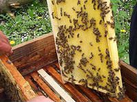 Пчеломатки, пчелосемьи (отводки)