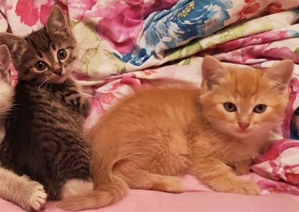Два котенка: серая девочка и рыжий мальчик, 3 мес