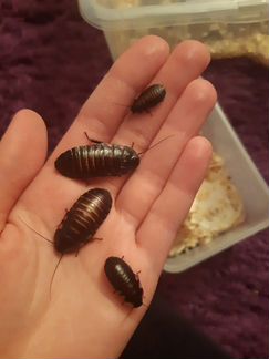 Мадагаскарские тараканы (малыши/подростки)
