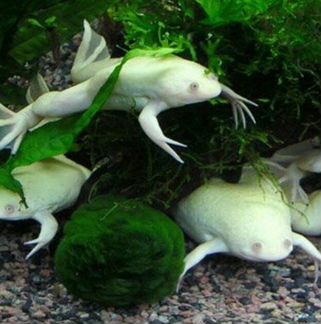 Белые аквариумные лягушки