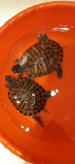 Черепахи красноухии (2шт)