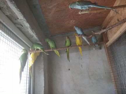 Ожереловый попугаи