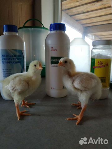 Цыплята бройлеров