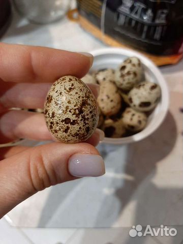 Яйца домашней птицы куриные, утиные, перепелиные