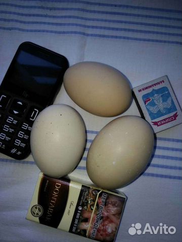 Инкубационное яйцо юрловские куры