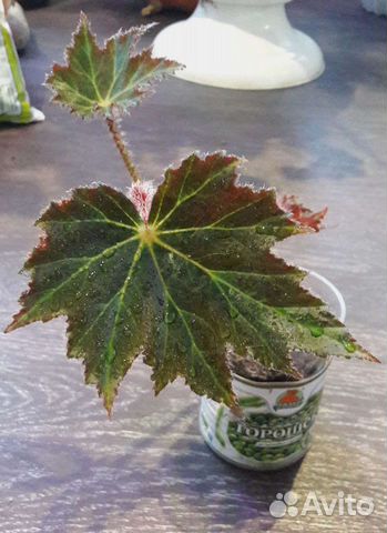 Бегония декоративно лиственная