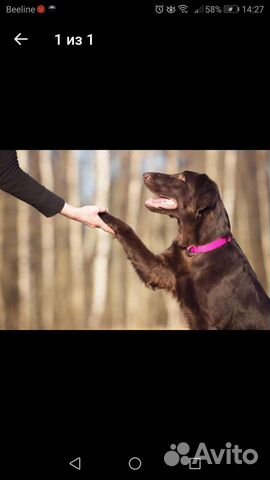 Дрессировка и передержка собак