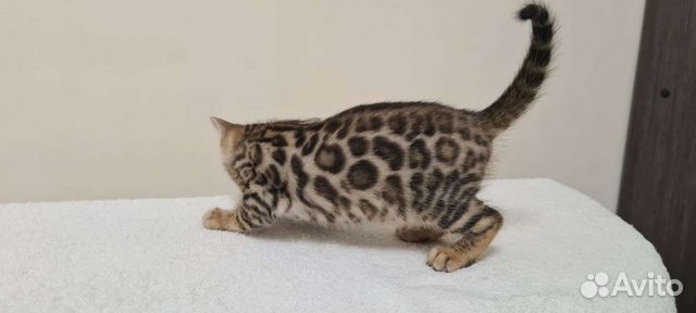Бенгальские Котята Купить В Красноярске Цена Фото Бенгальские Котята Купить В Красноярске Цена Фото