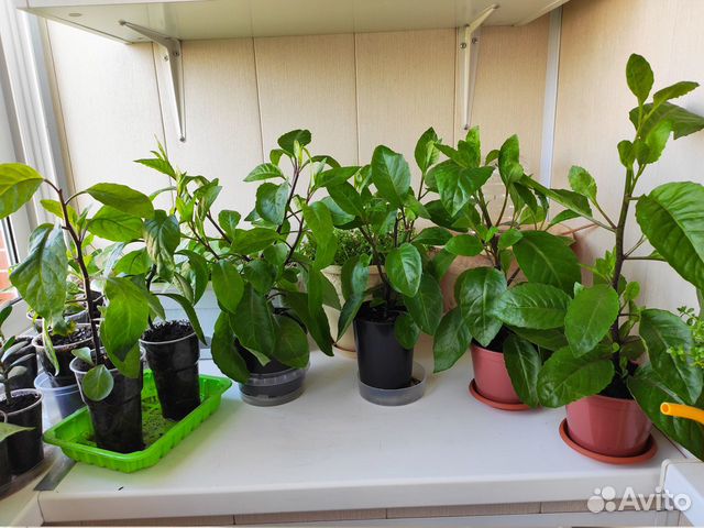 Джинура Прокумбенс