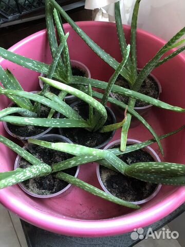 Комнатное растение алоэ вера