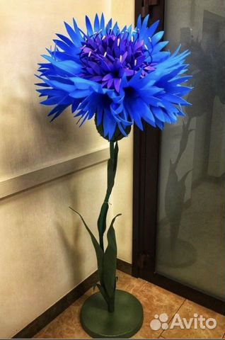 Василек ростовой