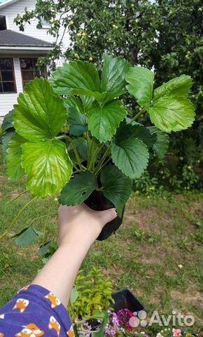 Земляника (клубника) саженцы