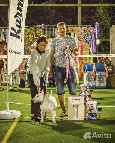 Хендлер - выставки собак, кинолог