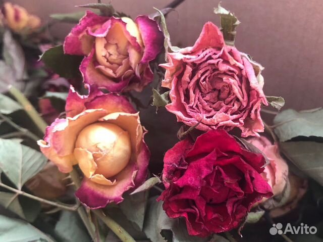 Сухоцветы розы