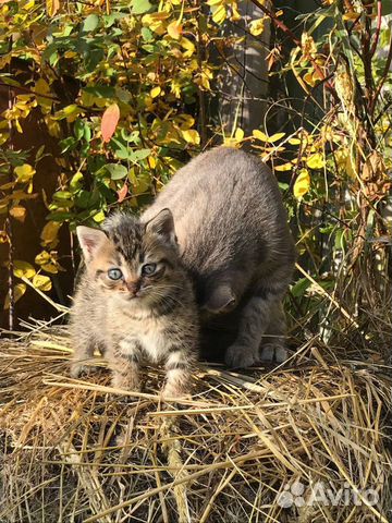 Котенок девочка в добрые руку