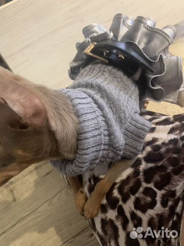 Одежда для мини собак xxs и xs