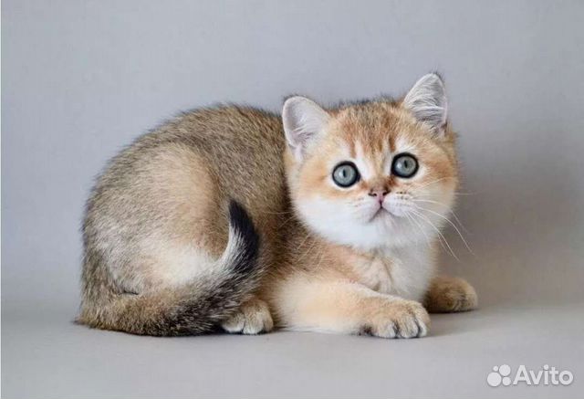 Котята Золотая Шиншилла Фото