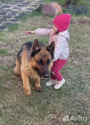 Ветровка для девочки 86