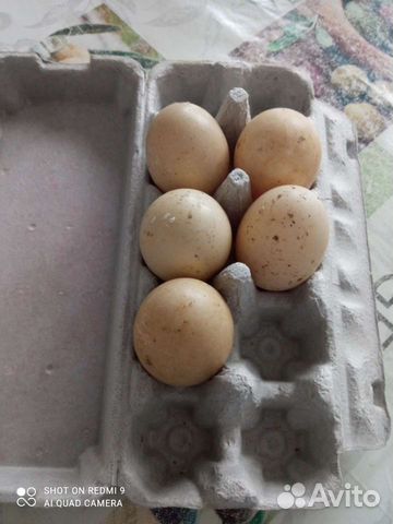 Индоутята мускусные