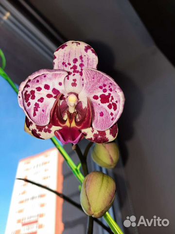 Орхидея фаленопсис