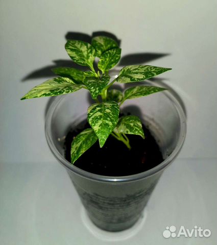 Рассада острых и сверхострых перцев для дома