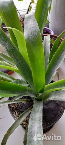 Бильбергия