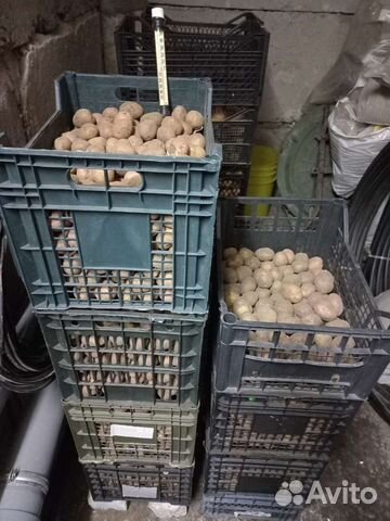 Семенной картофель(Сортовой)