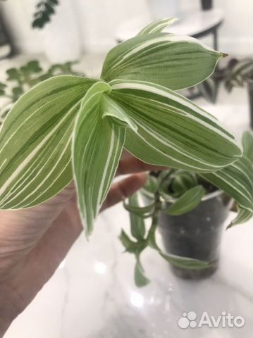 Традесканция белая