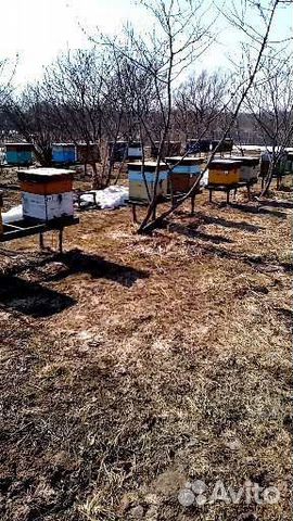Пчелосемьи, пчёлы, ульи б/у